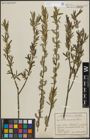 Foto von Salix purpurea L.